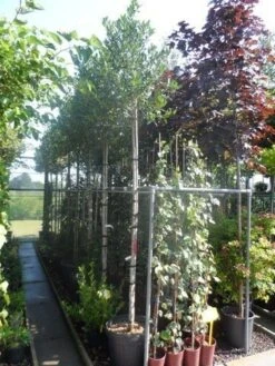 Hulst Als Boom (Ilex 'Nellie R. Stevens') -Groene Pracht ilex nellie r. stevens 10 12ho cont