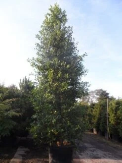 Amerikaanse Hulst (Ilex 'Nellie R Stevens') 13 Amerikaanse Hulst (Ilex 'Nellie R Stevens') -Groene Pracht ilex nellie r. stevens 400 450 cont