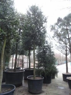Hulst Als Boom (Ilex 'Nellie R. Stevens') -Groene Pracht ilex nellie stevens