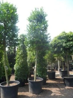 Hulst Als Boom (Ilex 'Nellie R. Stevens') -Groene Pracht ilex nellie stevens 25 30ho c350