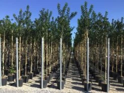 Hulst Als Boom (Ilex 'Nellie R. Stevens') -Groene Pracht ilex nellie stevens 6 8