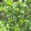 Japanse Hulst (Ilex Crenata 'Caroline Upright') -Groene Pracht ilexcrenata carolineuprightv01 3
