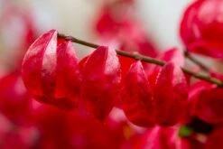 Kardinaalshoed (Euonymus Alatus 'Compactus') -Groene Pracht img 1486