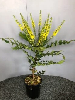 Mahoniestruik (Mahonia Media 'Winter Sun') 13 Mahoniestruik (Mahonia Media 'Winter Sun') -Groene Pracht img 2655 1