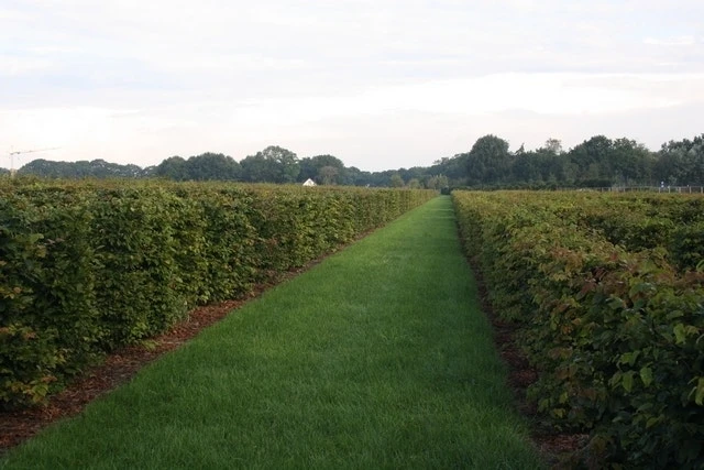 Beukenhaag Als Haagelement (Fagus Sylvatica) 4 Beukenhaag Als Haagelement (Fagus Sylvatica) - Afbeelding 2