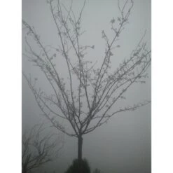 Roze Winterkers (Prunus Subhirtella 'Autumnalis Rosea') 9 Roze Winterkers (Prunus Subhirtella 'Autumnalis Rosea') -Groene Pracht japanse sierkers prunus subhirtella autumnalis 33511 1d1