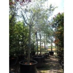 Roze Winterkers (Prunus Subhirtella 'Autumnalis Rosea') 8 Roze Winterkers (Prunus Subhirtella 'Autumnalis Rosea') -Groene Pracht japanse sierkers prunus subhirtella autumnalis 33511 cb4