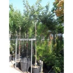 Roze Winterkers (Prunus Subhirtella 'Autumnalis Rosea') 7 Roze Winterkers (Prunus Subhirtella 'Autumnalis Rosea') -Groene Pracht japanse sierkers prunus subhirtella autumnalis 33511 fe8