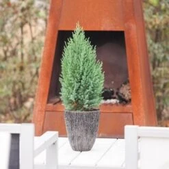 Jeneverbes (Juniperus Chinensis 'Stricta') -Groene Pracht juniperus chinensis stricta