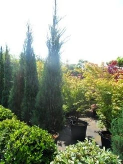 Jeneverbes (Juniperus Scopulorum 'Skyrocket') 16 Jeneverbes (Juniperus Scopulorum 'Skyrocket') -Groene Pracht juniperus scopulorum skyrocket 250 300