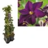 Hedera-Clematis Mix Haag (Romantika) 1 Hedera-Clematis Mix Haag (Romantika) -Groene Pracht k390.99123 clematis romantika 1m privacy