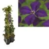 Hedera-Clematis Mix Haag (Polish Spirit) 2 Hedera-Clematis Mix Haag (Polish Spirit) -Groene Pracht k390.99132 clematis vit. polish spirit 1m privacy