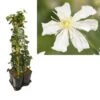 Hedera-Clematis Mix Haag (Paul Farges) 2 Hedera-Clematis Mix Haag (Paul Farges) -Groene Pracht k390.99133 clematis paul farges 1m privacy