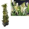 Hedera-Kamperfoelie Mix Haag (Belgica Select) 1 Hedera-Kamperfoelie Mix Haag (Belgica Select) -Groene Pracht k390.99136 lonicera per. belgica select 1m privacy