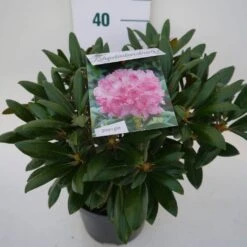 Dwergrhododendron (Rhododendron 'Kalinka') 9 Dwergrhododendron (Rhododendron 'Kalinka') -Groene Pracht kalinka c4 zij