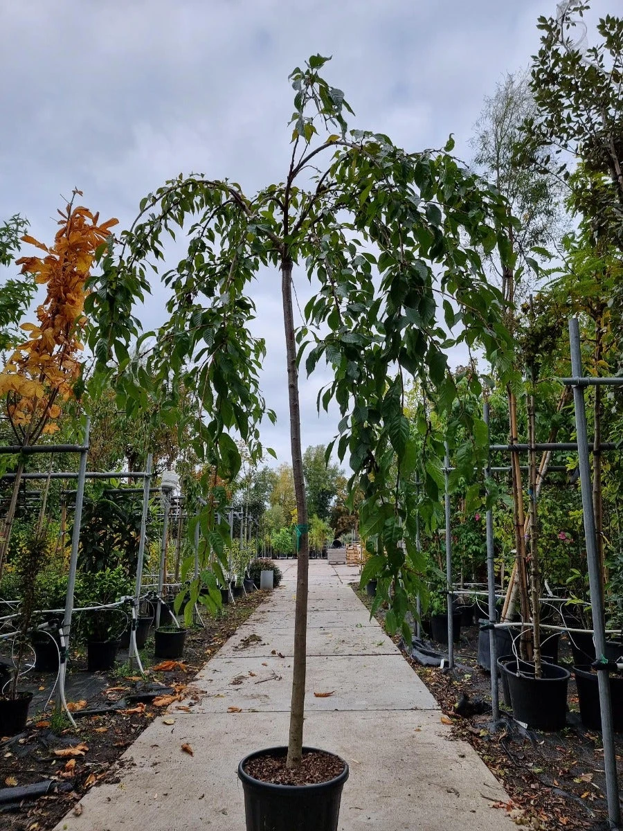 Japanse Treursierkers (Prunus Serrulata 'Kiku-shidare') 4 Japanse Treursierkers (Prunus Serrulata 'Kiku-shidare') - Afbeelding 2