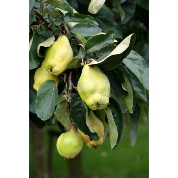 Kweepeer (Cydonia Oblonga 'Rea's Mammoth') 2 Kweepeer (Cydonia Oblonga 'Rea's Mammoth')