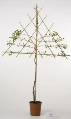 Lei-Appel (Malus Domestica 'Ecolette') 6 Lei-Appel (Malus Domestica 'Ecolette') -Groene Pracht lei appel