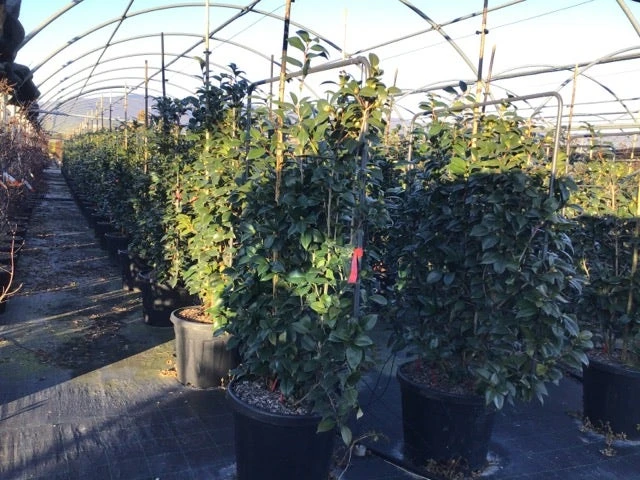 Camelia Als Leivorm (Camellia Japonica 'Black Lace') 5 Camelia Als Leivorm (Camellia Japonica 'Black Lace') - Afbeelding 3