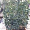 Liguster Als Leivorm (Ligustrum Japonicum 'Texanum') -Groene Pracht ligustrum texanum 2 1