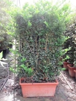 Liguster Als Leivorm (Ligustrum Japonicum 'Texanum') 7 Liguster Als Leivorm (Ligustrum Japonicum 'Texanum') -Groene Pracht ligustrum texanum leivorm 80x120