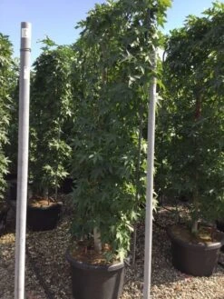 Amberboom Als Leivorm (Liquidambar Styraciflua) -Groene Pracht liquidambar lage leivorm c60 1