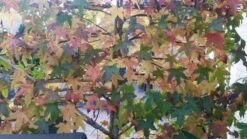 Amberboom Als Leivorm (Liquidambar Styraciflua) -Groene Pracht liquidambar leiboom 1 1