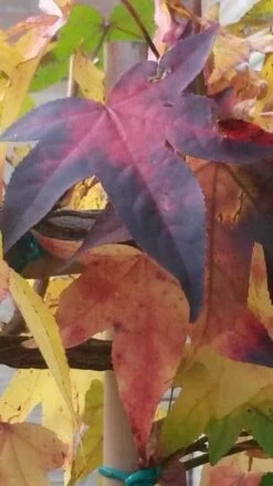 Amberboom Als Leivorm (Liquidambar Styraciflua) -Groene Pracht liquidambar leiboom 2 2