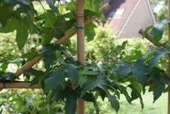 Amberboom Als Leivorm (Liquidambar Styraciflua) -Groene Pracht liquidambar styraciflua 2 1