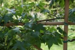 Amberboom Als Leivorm (Liquidambar Styraciflua) -Groene Pracht liquidambar styraciflua 3 1
