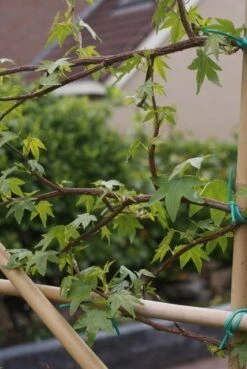 Amberboom Als Leivorm (Liquidambar Styraciflua) -Groene Pracht liquidambar styraciflua 5 1