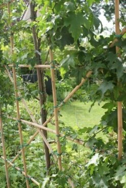 Amberboom Als Leivorm (Liquidambar Styraciflua) -Groene Pracht liquidambar styraciflua 6 1