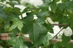 Amberboom Als Leivorm (Liquidambar Styraciflua) -Groene Pracht liquidambar styraciflua 7 2