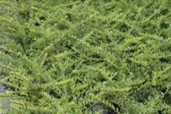 Struikkamperfoelie (Lonicera Pileata) -Groene Pracht lonicera pileata 1