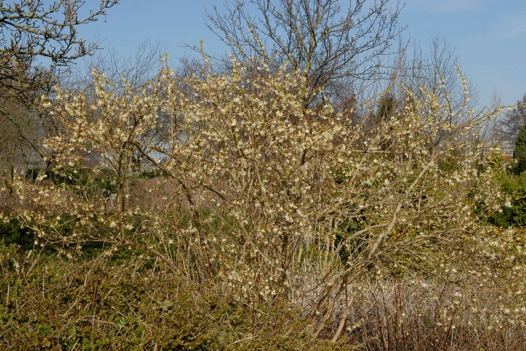 Struikkamperfoelie (Lonicera Purpusii 'Winter Beauty') 4 Struikkamperfoelie (Lonicera Purpusii 'Winter Beauty') - Afbeelding 2