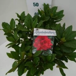 Rhododendron (Rhododendron 'Lord Roberts') 12 Rhododendron (Rhododendron 'Lord Roberts') -Groene Pracht lord robert c7.5 boven