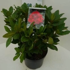 Rhododendron (Rhododendron 'Lord Roberts') 11 Rhododendron (Rhododendron 'Lord Roberts') -Groene Pracht lord robert c7.5 zij