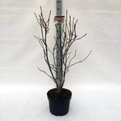 Beverboom (Magnolia Liliiflora 'Nigra') -Groene Pracht m. lil. nigra c10