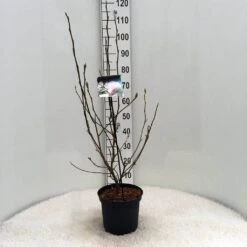 Beverboom (Magnolia Soulangeana) 14 Beverboom (Magnolia Soulangeana) -Groene Pracht m. soulangeana c5