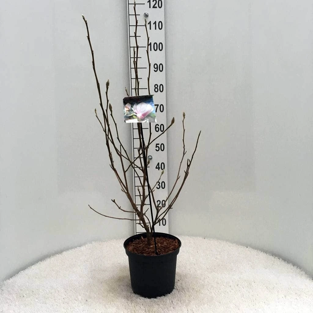 Beverboom (Magnolia Soulangeana) 6 Beverboom (Magnolia Soulangeana) - Afbeelding 4