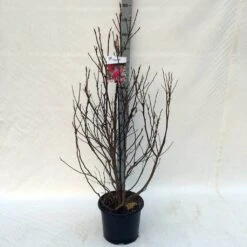 Beverboom, Struik (Magnolia Susan) 24 Beverboom, Struik (Magnolia Susan) -Groene Pracht ma. susan c15 125 150 cm