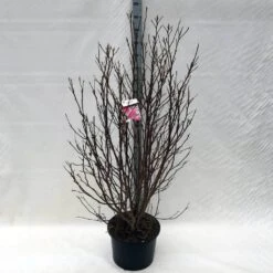 Beverboom, Struik (Magnolia Susan) 25 Beverboom, Struik (Magnolia Susan) -Groene Pracht ma. susan c15 150 cm