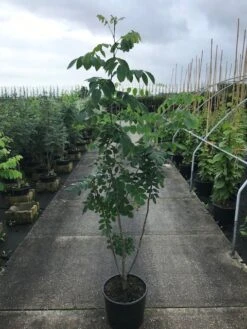 Maackia (Maackia Amurensis) -Groene Pracht maackia amurensis c20 2 002