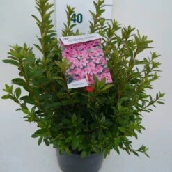 Japanse Azalea (Rhododendron 'Madame Van Hecke') 23 Japanse Azalea (Rhododendron 'Madame Van Hecke') -Groene Pracht mad. v. hecke c4 zij