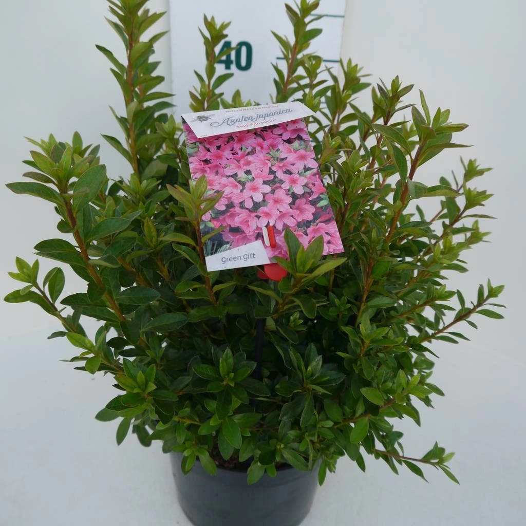 Japanse Azalea (Rhododendron 'Madame Van Hecke') 10 Japanse Azalea (Rhododendron 'Madame Van Hecke') - Afbeelding 8