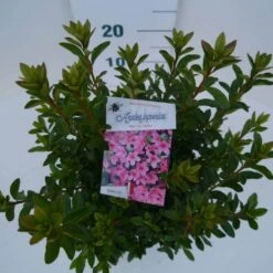 Japanse Azalea (Rhododendron 'Madame Van Hecke') 19 Japanse Azalea (Rhododendron 'Madame Van Hecke') -Groene Pracht mad. van hecke c2 boven