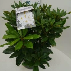 Rhododendron (Rhododendron 'Madame Masson') 31 Rhododendron (Rhododendron 'Madame Masson') -Groene Pracht madamme masson c7.5 zij