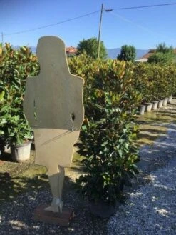 Beverboom (Magnolia Grandiflora 'Little Gem') 9 Beverboom (Magnolia Grandiflora 'Little Gem') -Groene Pracht magnola little gem 125 150 c25 2