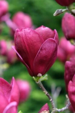 Beverboom (Magnolia 'Genie') 13 Beverboom (Magnolia 'Genie') -Groene Pracht magnolia genie peters garden 05