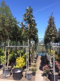 Beverboom (Magnolia Grandiflora 'Gallissoniere') 19 Beverboom (Magnolia Grandiflora 'Gallissoniere') -Groene Pracht magnolia grandiflora 10 12